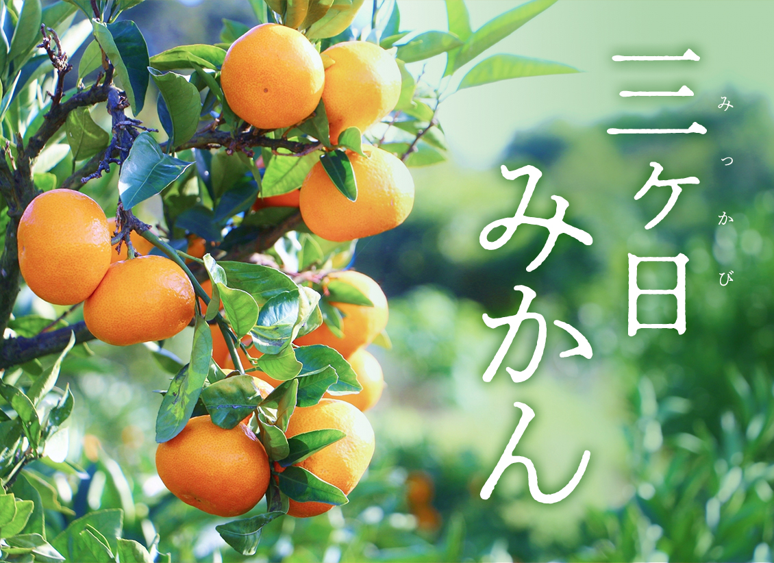 三ヶ日みかん