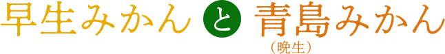 早生みかんと青島みかん(晩生)