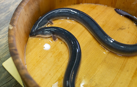 浜名湖産のうなぎ