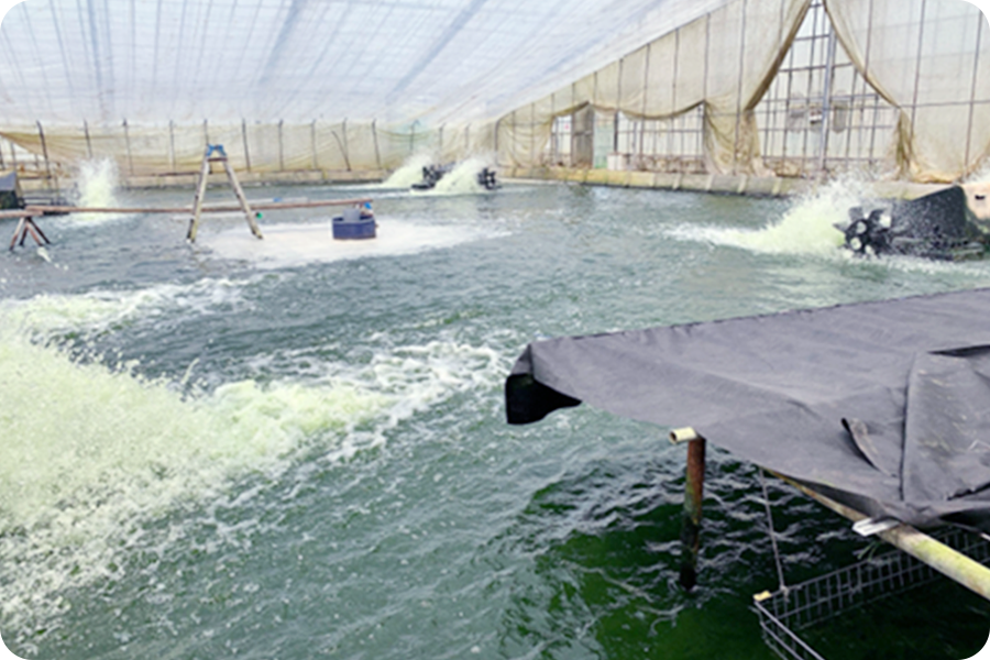 徹底的に水温管理しているハウス池の様子